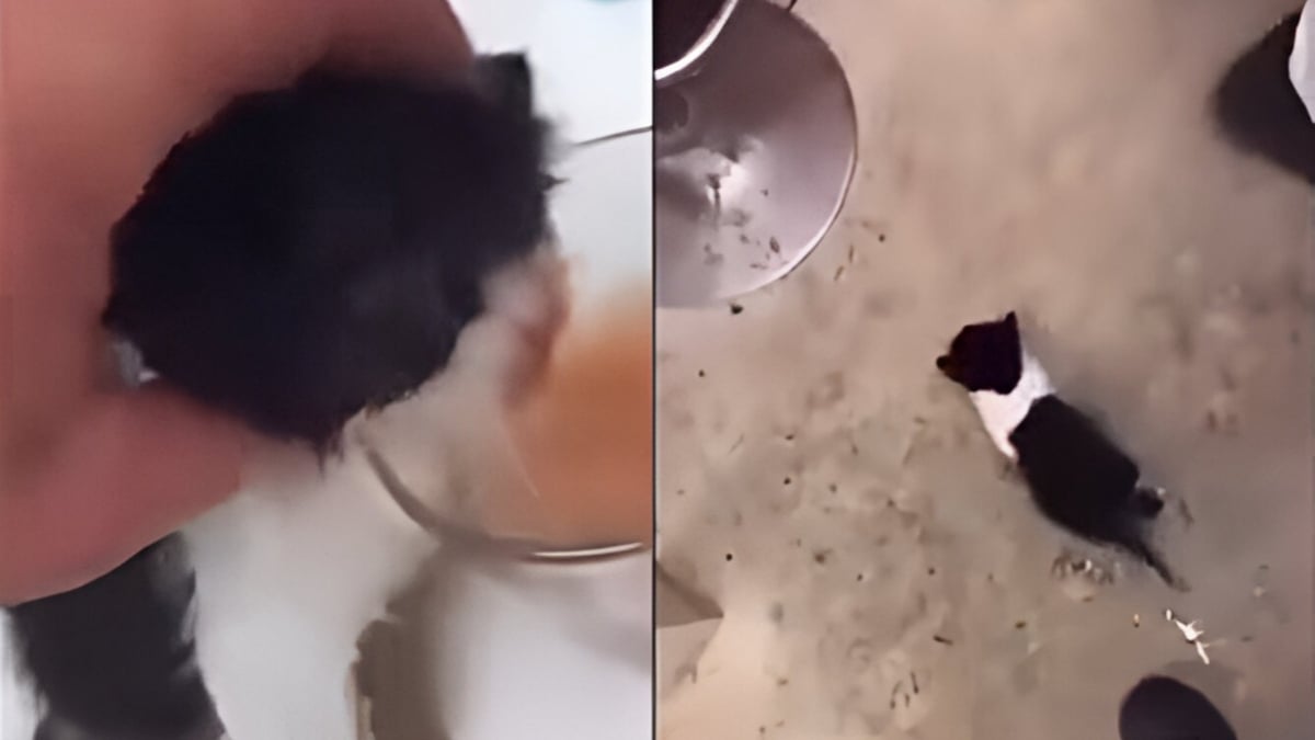 Illustration : "Un chaton forcé à boire de l’alcool puis utilisé comme serpillière, les autorités et une association interviennent"