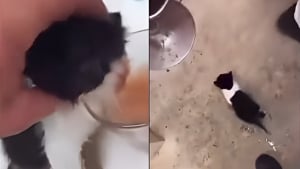 Illustration : Un chaton forcé à boire de l’alcool puis utilisé comme serpillière, les autorités et une association interviennent