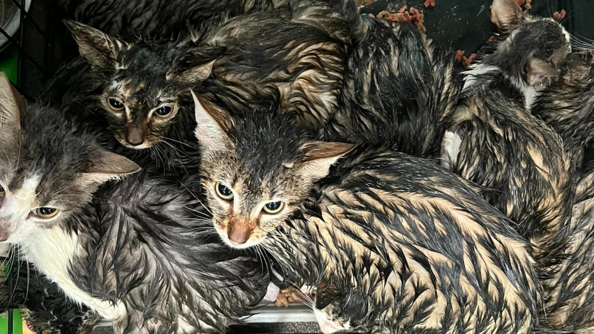 Illustration : "Une association trouve 15 chatons abandonnés sous la pluie et décide de les prendre en charge malgré les gros frais que cela engendre"