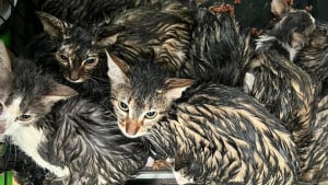Illustration : "Une association trouve 15 chatons abandonnés sous la pluie et décide de les prendre en charge malgré les gros frais que cela engendre"