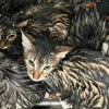Illustration : Une association trouve 15 chatons abandonn&eacute;s sous la pluie et d&eacute;cide de les prendre en charge malgr&eacute; les gros frais que cela engendre