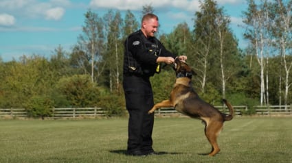 Illustration : Un tout nouveau duo policier et chien déjà très soudé résout une affaire dès son premier jour