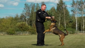 Illustration : Un tout nouveau duo policier et chien déjà très soudé résout une affaire dès son premier jour 