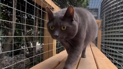 Illustration : Pour faire plaisir &agrave; ses 11 chats, cette femme construit un incroyable catio sur mesure (vid&eacute;o)