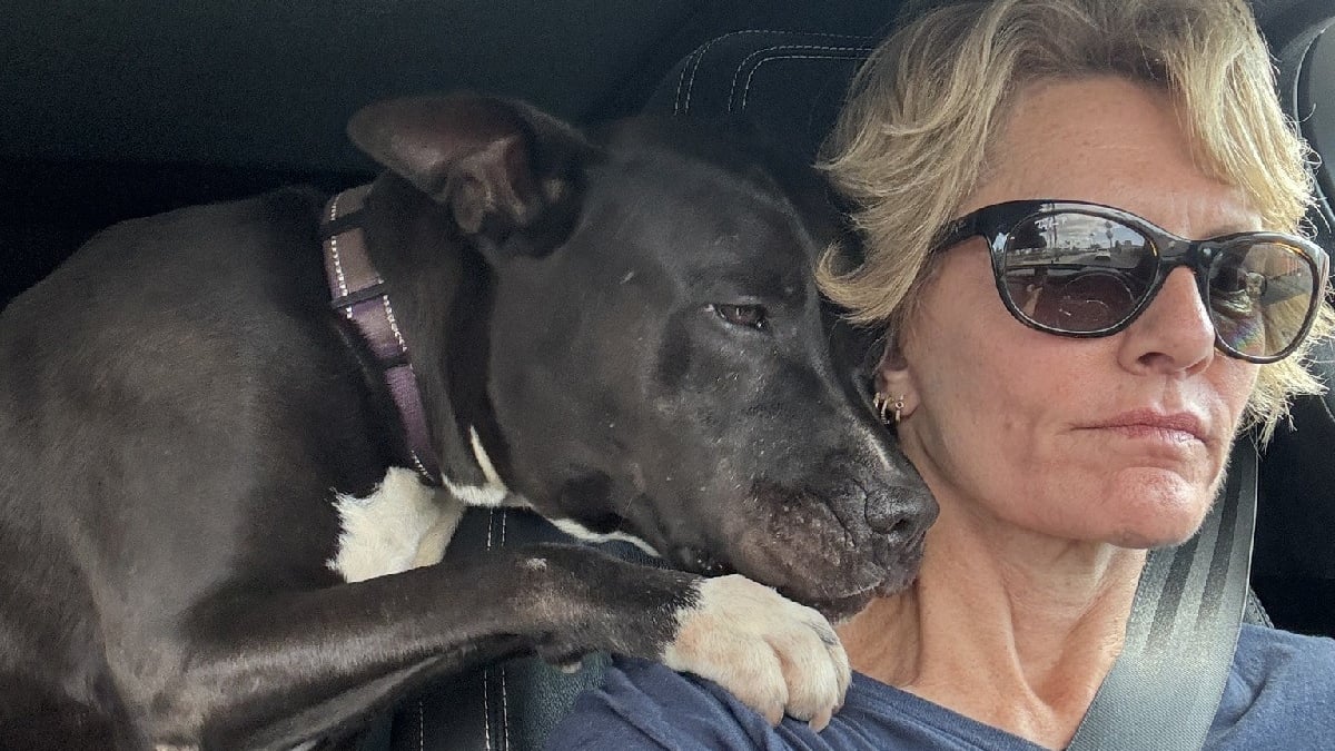 Illustration : "Une bénévole apprend que le Pitbull dont elle s'occupe ne sera pas adopté, il sent sa tristesse et tente de la réconforter"