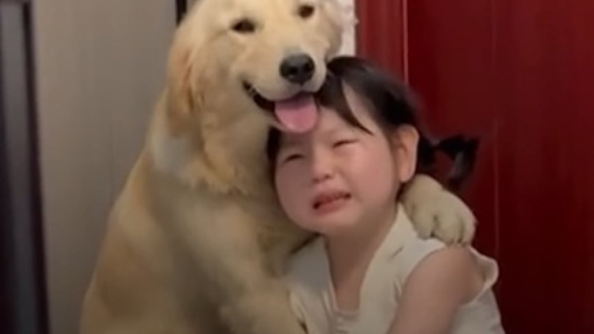 Illustration : "Ce chien réconforte sa petite humaine en pleurs qui vient de se faire disputer (vidéo) "