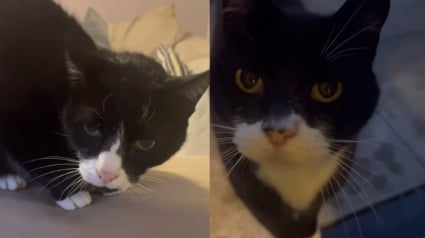 Illustration : Son chat refuse de partager sa maison avec son sosie venu du voisinage, et leur ressemblance provoque des quiproquos gênants (vidéo)