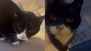 Illustration : Son chat refuse de partager sa maison avec son sosie venu du voisinage, et leur ressemblance provoque des quiproquos gênants (vidéo)