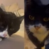 Illustration : Son chat refuse de partager sa maison avec son sosie venu du voisinage, et leur ressemblance provoque des quiproquos gênants (vidéo)