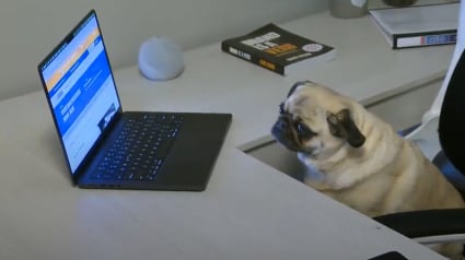 Illustration : « Si un Carlin peut passer, n’importe qui peut le faire », il inscrit son chien pour une épreuve en ligne du permis de conduire