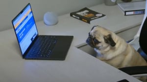 Illustration : "« Si un Carlin peut passer, n’importe qui peut le faire », il inscrit son chien pour une épreuve en ligne du permis de conduire"