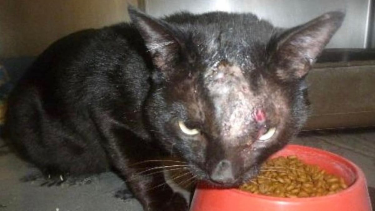 Illustration : "Abandonné dans un appartement après l'expulsion de ses maîtres, ce chat est retrouvé par un huissier de justice"