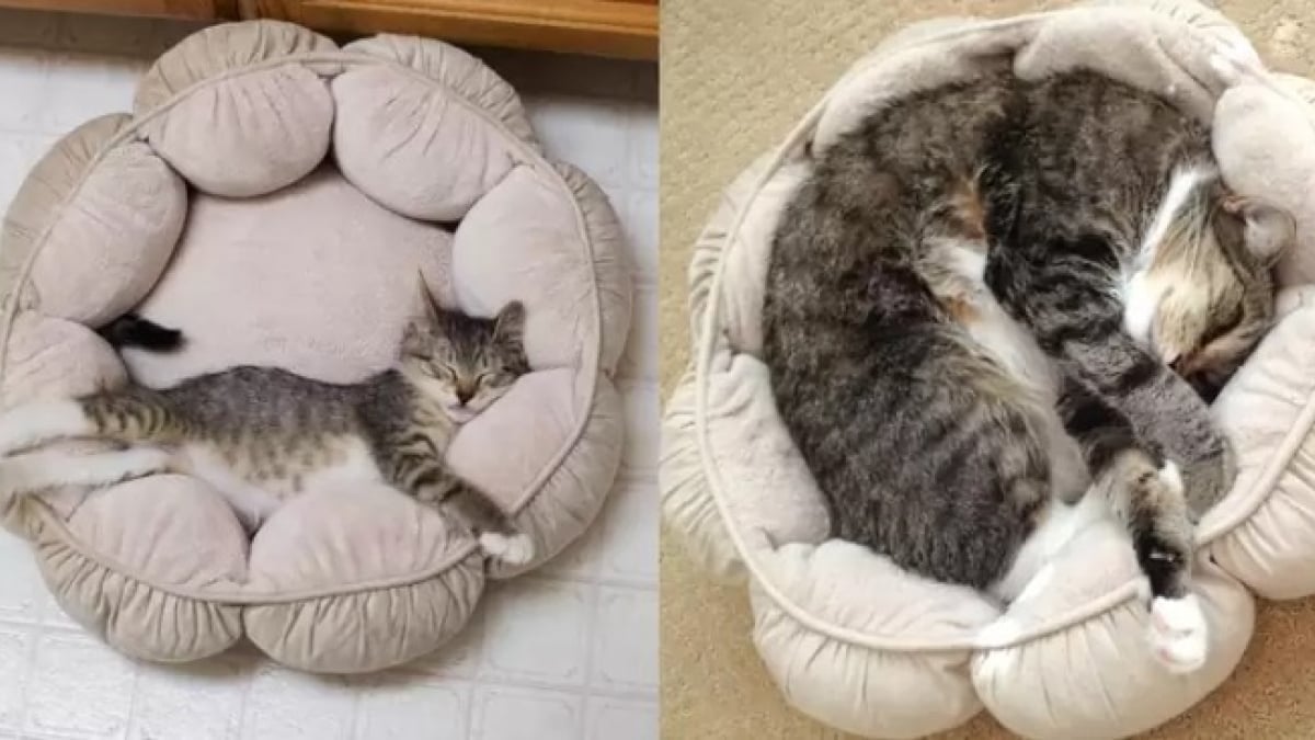 Illustration : "16 photos dévoilant les évolutions adorables de certains chats"