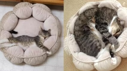 Illustration : 16 photos d&eacute;voilant les &eacute;volutions adorables de certains chats