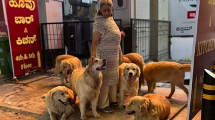 Illustration : Devenue une petite célébrité, une « tante amoureuse des chiens » vit entourée de 28 Golden Retrievers qu’elle élève avec passion (vidéo)