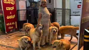 Illustration : Devenue une petite célébrité, une « tante amoureuse des chiens » vit entourée de 28 Golden Retrievers qu’elle élève avec passion (vidéo)