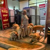 Illustration : Devenue une petite célébrité, une « tante amoureuse des chiens » vit entourée de 28 Golden Retrievers qu’elle élève avec passion (vidéo)