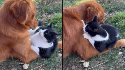 Illustration : Un chien au grand cœur choisit "son" chaton et décide de l'élever comme son propre petit (vidéo)