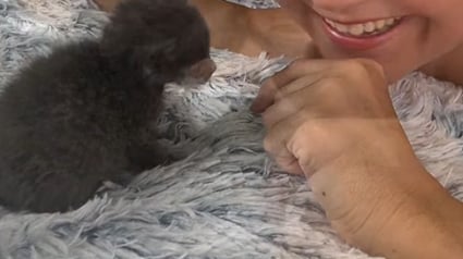 Illustration : « Elle faisait la moitié de la taille d'une bouteille d'eau », elle sauve le plus petit chat qu’elle ait jamais vu 