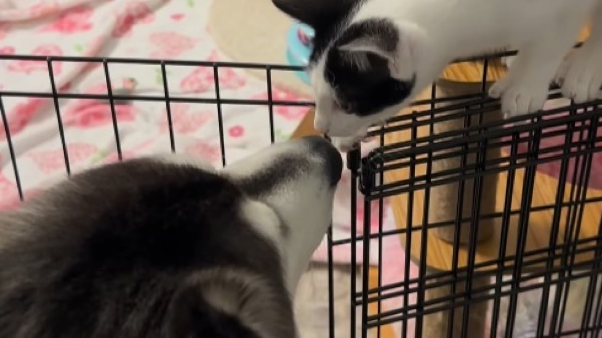 Illustration : "Désireux de rendre service à ceux qui l’ont adopté, cet adorable Husky décide de prendre 2 chatons de refuge sous son aile (vidéo)"