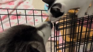 Illustration : Désireux de rendre service à ceux qui l’ont adopté, cet adorable Husky décide de prendre 2 chatons de refuge sous son aile (vidéo)