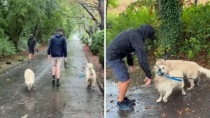 Illustration : "Absent depuis une semaine, ce maître fait une surprise à ses 2 chiens et leur réaction est adorable (vidéo)"