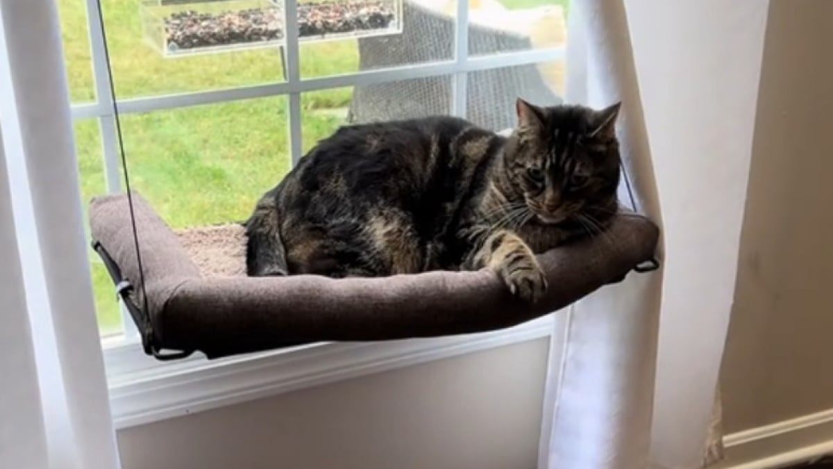 Illustration : "Gêné dans sa sieste par la climatisation de la maison, ce chat sait le faire comprendre à sa maîtresse (vidéo)"