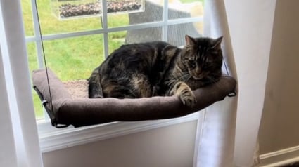 Illustration : Gêné dans sa sieste par la climatisation de la maison, ce chat sait le faire comprendre à sa maîtresse (vidéo)