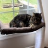 Illustration : Gêné dans sa sieste par la climatisation de la maison, ce chat sait le faire comprendre à sa maîtresse (vidéo)