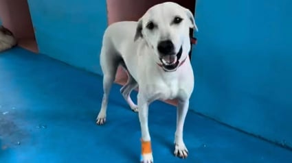 Illustration : "Je lui ai promis qu’un jour, sa fourrure serait d’un blanc crème magnifique", sauvée de conditions de vie insalubres, cette chienne savoure la promesse tenue par son sauveur (vidéo)