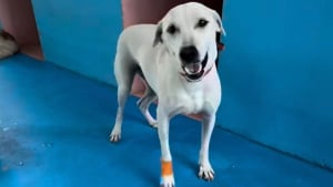 Illustration : "Je lui ai promis qu’un jour, sa fourrure serait d’un blanc crème magnifique", sauvée de conditions de vie insalubres, cette chienne savoure la promesse tenue par son sauveur (vidéo)