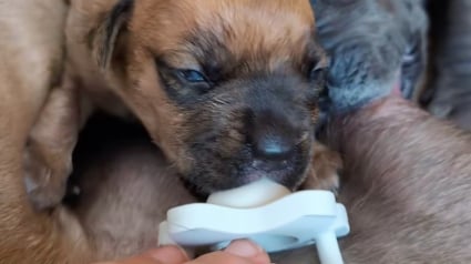 Illustration : Né avec une fente palatine, ce chiot survit grâce à la détermination d’une maîtresse prête à tout pour lui offrir une vie normale (vidéo)