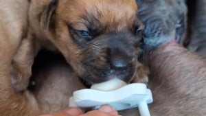 Illustration : Né avec une fente palatine, ce chiot survit grâce à la détermination d’une maîtresse prête à tout pour lui offrir une vie normale (vidéo)