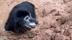Illustration : "Introuvable depuis des heures, un chien sénior prisonnier de la boue est secouru in extremis par sa famille (vidéo)"