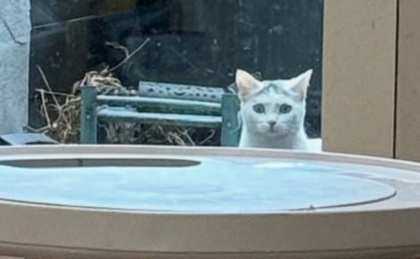 Une chatte rêvant d’une autre vie se rend chaque jour devant la porte vitrée d’une propriété et reçoit l’aide qu’elle attendait tant