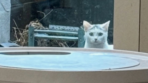 Illustration : Une chatte rêvant d’une autre vie se rend chaque jour devant la porte vitrée d’une propriété et reçoit l’aide qu’elle attendait tant