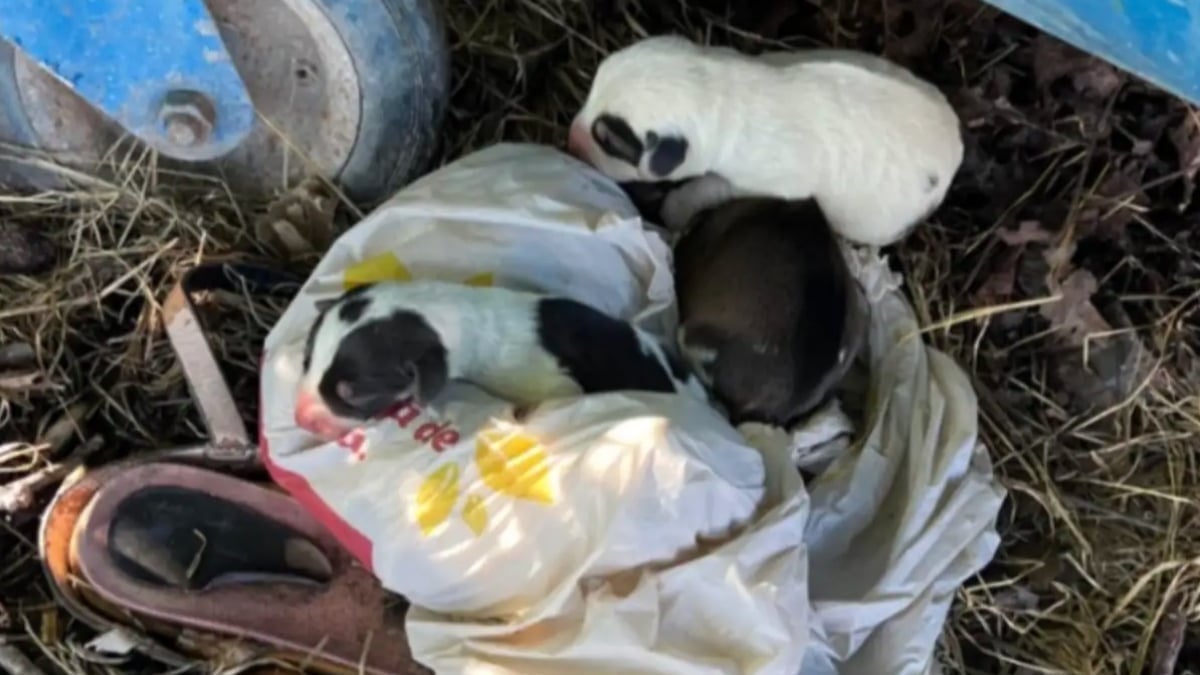 Illustration : "« À quel point pouvez-vous être sans cœur ? », la directrice d’une association de sauvetage exprime sa colère à l’occasion de la rencontre de 7 chiots enfermés dans un sac en plastique"