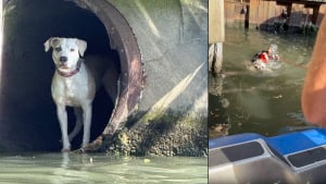 Illustration : Perdue depuis des heures, une chienne retrouvée coincée dans un conduit est sauvée grâce à un plongeur et son jouet préféré (vidéo)