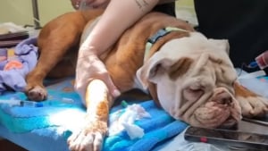 Illustration : Une chienne découverte blessée par balle et attachée à la clôture d'un refuge se bat pour rester en vie avec l'aide des bénévoles