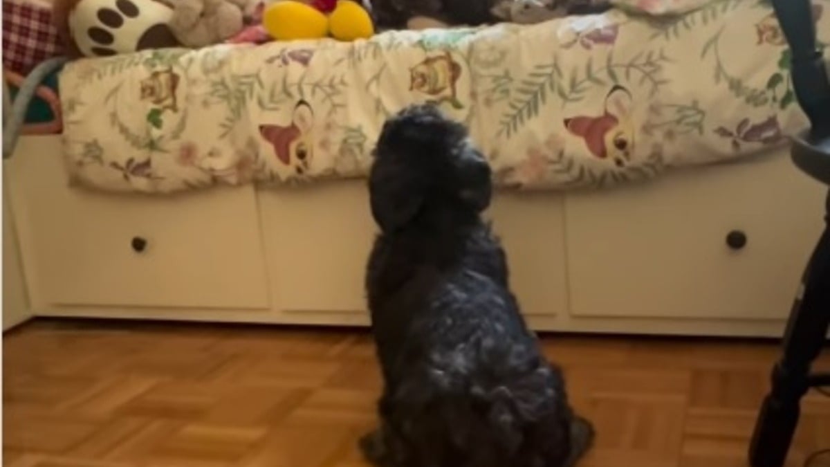 Illustration : "Ce chien ayant aidé sa petite humaine à garder le sourire malgré la maladie continue de l'attendre, 5 ans après sa disparition (vidéo)"