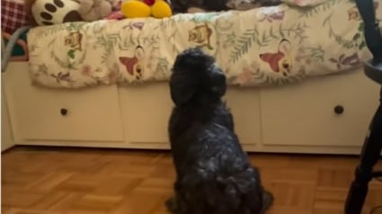 Illustration : Ce chien ayant aidé sa petite humaine à garder le sourire malgré la maladie continue de l'attendre, 5 ans après sa disparition (vidéo)