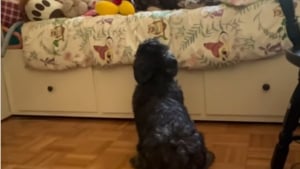 Illustration : Ce chien ayant aidé sa petite humaine à garder le sourire malgré la maladie continue de l'attendre, 5 ans après sa disparition (vidéo)