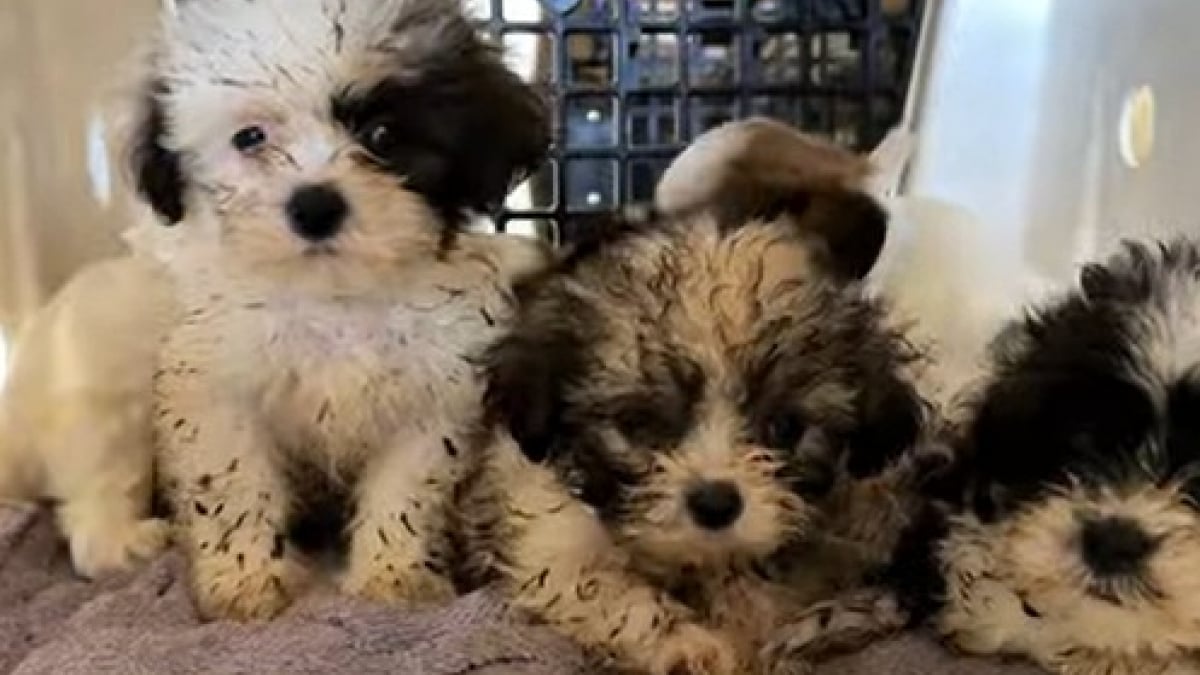 Illustration : "111 chiens et 3 enfants en danger extirpés d’une maison insalubre après une perquisition"