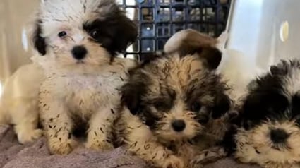 Illustration : 111 chiens et 3 enfants en danger extirpés d’une maison insalubre après une perquisition