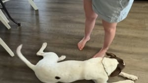 Illustration : "Cette propriétaire fait un test et a désormais la preuve que sa chienne écoute toutes les conversations (vidéo) "