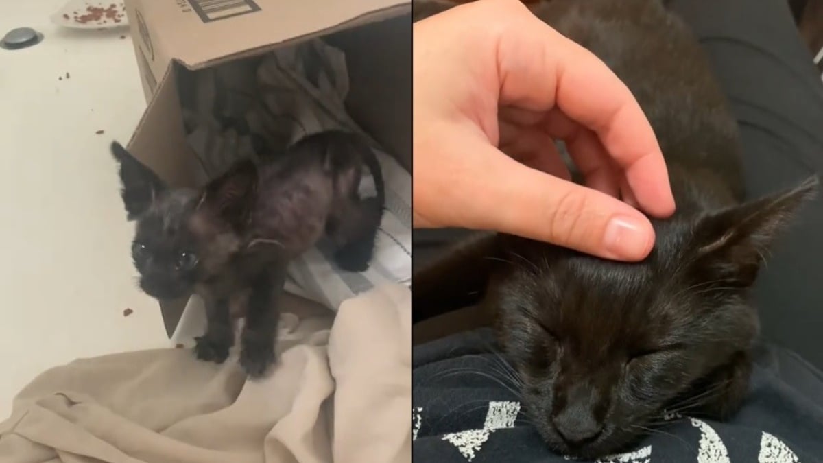Illustration : "Ce chaton famélique s’est assis aux pieds d’une passante, sans savoir qu’il venait de trouver son ange gardien (vidéo)"
