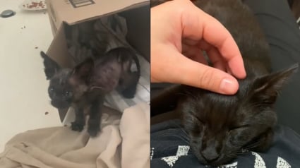 Illustration : Ce chaton famélique s’est assis aux pieds d’une passante, sans savoir qu’il venait de trouver son ange gardien (vidéo)
