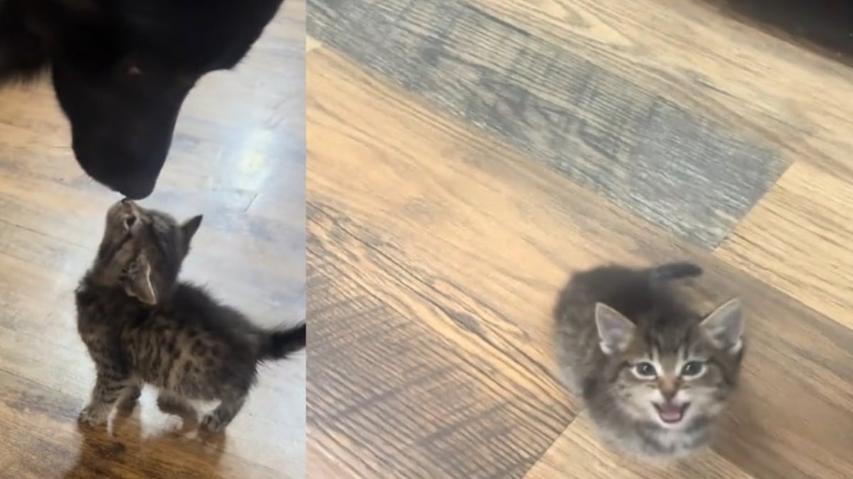 Illustration : "Ils recueillent un chaton errant et envisagent de lui trouver une autre famille, leur chien en décide autrement (vidéo)"