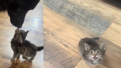 Illustration : Ils recueillent un chaton errant et envisagent de lui trouver une autre famille, leur chien en décide autrement (vidéo)