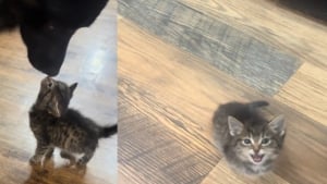 Illustration : Ils recueillent un chaton errant et envisagent de lui trouver une autre famille, leur chien en décide autrement (vidéo)